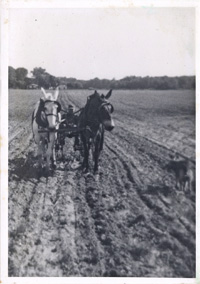 Lee Faulkner cultivating with mules, ca. 1940